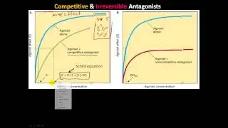 pharm4 - Receptor/Effector and Spare Receptors, Competitive, Irreversible, & chemical Antagonists