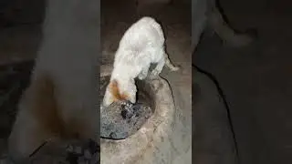 mey be My cat searching for fire