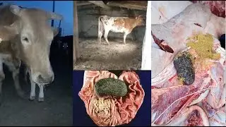 КОРОВА ПЕРЕСТАЛА ЕСТЬ | ЗАКУПОРКА ЖЕЛУДКА ФИТОБЕЗОАРОМ