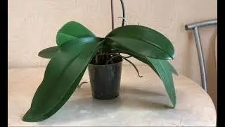 How to wake up dormant orchid buds if the orchid hasn't bloomed for a long time 