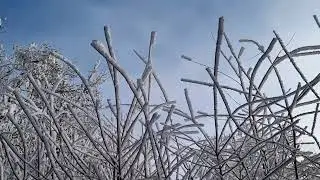 Snowy twigs