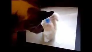Dog confused with cats on the screen