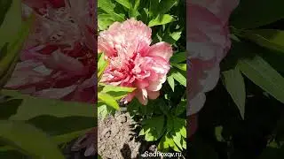 Пион Хиллари и ...