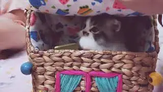 blue berry small kitten
