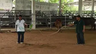 WHIP CRACK