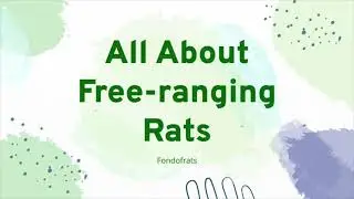 All About Free-ranging/Playtime With Rats | Ideas, Information, and More!