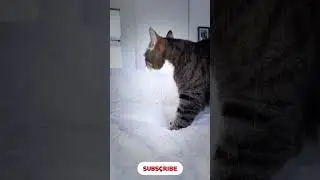 BISCUIT MANIAC ⚡️💦🪑🐾 #catfunny #cat #shorts