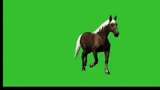 Horse Green Screen Video for YouTube Creator.!