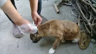 Removing ticks/fleas off Stray pup/Brown Stray pup eating raw chicken feet/Cake/Mountain Village 