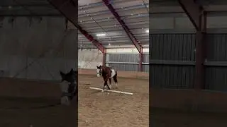 So pretty 🤩 || #horse #equestrian #thathorsegirl #horseriding #trot #groundwork #fyp #viral