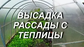 ВЫСАДКА РАССАДЫ С ТЕПЛИЦЫ