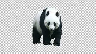 Panda Transparent PNG