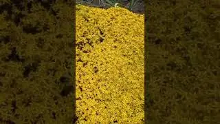 клумба из песочницы #дача #дом #огород #дачныйдомик #рассада #клумба