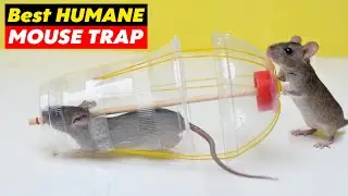 Best Humane Mouse & Rat Trap: A Safe and Effective Solution for Rodent Control