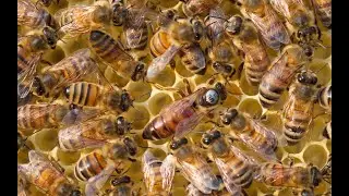 BUCKFAST bees - no work, BUT there is a LOT of honey!!!