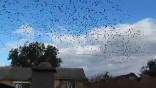 СКВОРЦЫ  2014 год