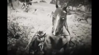Red Dead Redemption 2 - Even the horse knew I fucked up