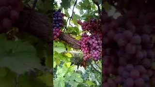 Красный аналог Тайфи Розовый .