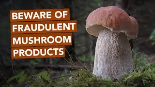 Beware Of Fraudulent Mushroom Products