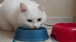 Белочкин пьет воду