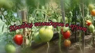 Посадка помидоров в грунт.