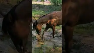 muddy mae