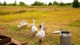 [CELAGRI] Et si on vous disait la vérité sur le foie gras ?