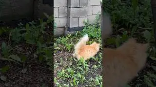 Игруня lilsk8_kitty