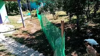 Свободный выгул для цыплят разных пород!!!