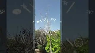 לפני ואחרי | טיפול בגינה