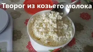 Творог из козьего молока.