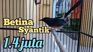 Murai batu betina