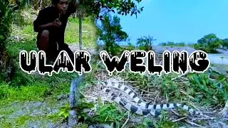 Ular weling