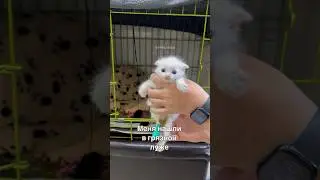 Меня нашли в грязной луже с отрубленной лапкой😭