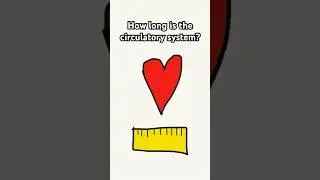 How Long is the Circulatory System? #shorts #animation