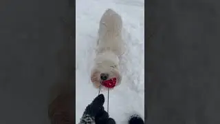 Болтушка цвергушка
