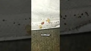 When a HOTEL gets bedbugs, they need to do this