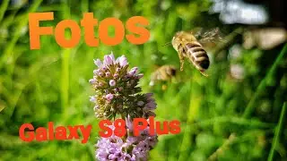 Fotos del Galaxy S8 Plus