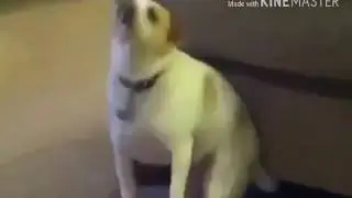Даже собаки в теме