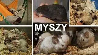 MYSZY 🐭 w hodowli Mysigonek || Co u mnie? 🐾