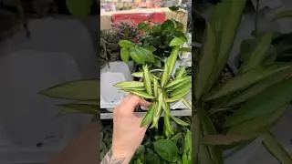 CRAZY NEW INVENTORY!! Home Depot is stepping it up! 🌿 part 3 #plantshopping #rareplants #homedepot
