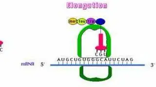 DNA to Protein Animation