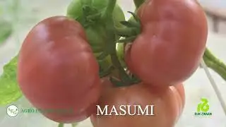 Masumi