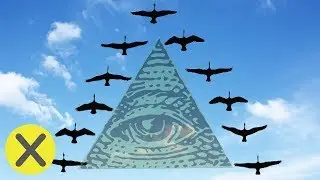 Why do birds fly in a 