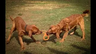 Playing Nice