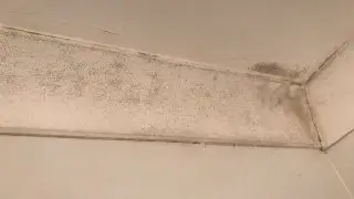 HOW TO REMOVE AND KILL MOULD ON WALLS AND CEILINGS