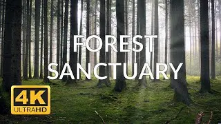 Forest Sanctuary in 4K: A Tranquil Journey Through Nature