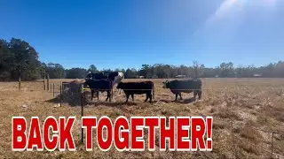 The QUEEN HAS ARRIVED - Moo Crew complete