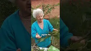 Lovor in njegova uporaba