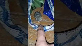Маленький мышонок🐁